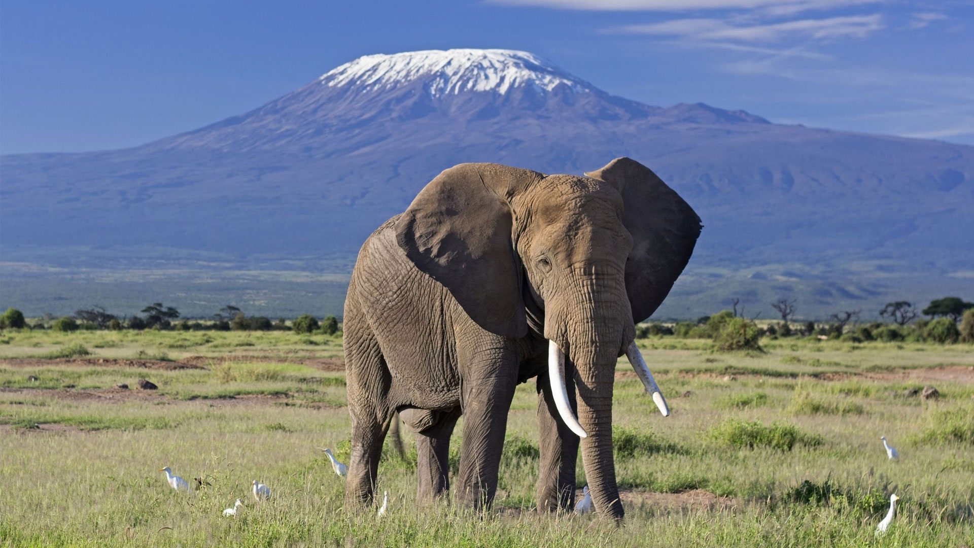 Elephants in Amboseli with Mt. Kilimanjaro